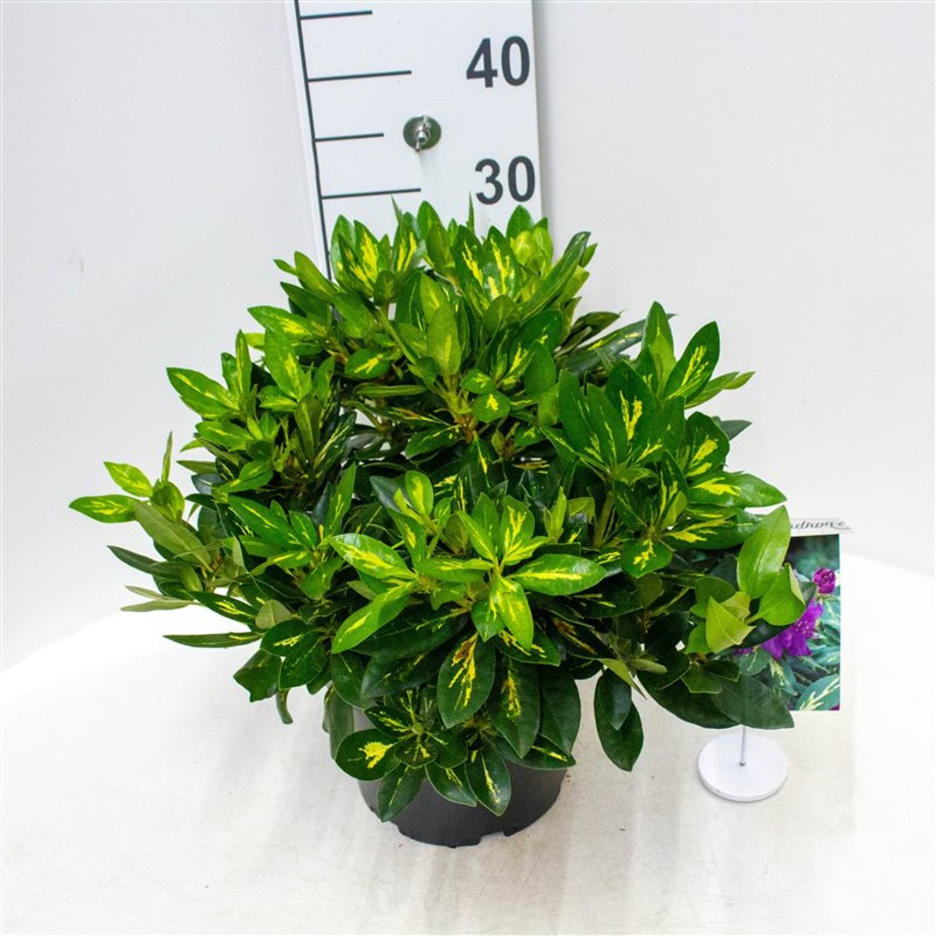 Rhododendron – Rhododendron 'Goldflimmer' - C5 30-40 CM